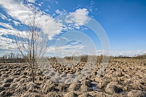 In the swampy area, cones stick out in abundance, with last year`s dried grass