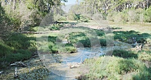 swampy area with a forest in the Divjaka nature reserve in Albania. Telet water in a calm river, without people, daytime