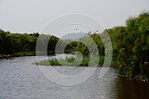 Swampy area, Mabamba Bay, Uganda