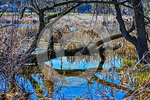Swamp Area with Reflections in Water photo