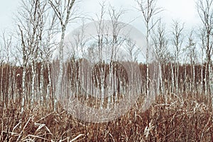 Swampy area in spring, a swamp in Russia with birch trees