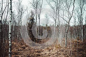 Swampy area in spring, a swamp in Russia with birch trees