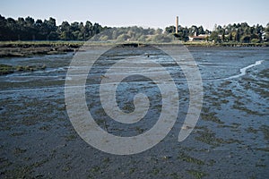 The swampy banks of the Lima River, Viana do Castelo, Portugal.