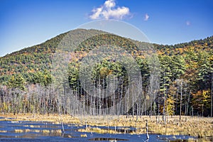 Swampy lake with dry trees and forested mountains in Vermont photo