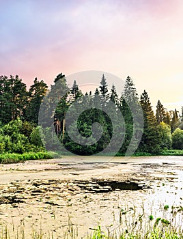 swampy lake in the forest at sunset on a summer evening