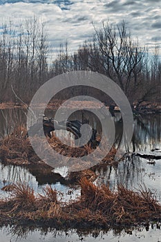 Swampy landscape in Vojvodina, Serbia photo