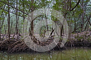 Swampy mangrove forest photo