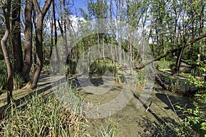 Swampy marsh in the forest near the village Ocsa, Hungary