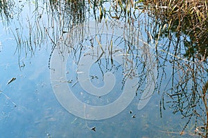 Swampy overgrown pond, reflection of grass in the water