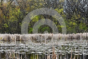 Swampy Part of Lake with Lily Pads and Cattails