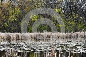 Swampy Part of Lake with Lily Pads and Cattails photo