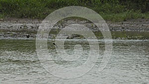 Swampy Plain River Bank, Casanare, Colombia