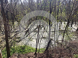 Swampy pond in the forest.