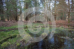 Swampy pool in the New Forest, Hampshire, England