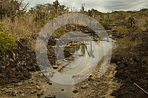 Swampy shores  of one of the Galapagos Islands.