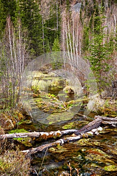 Swampy stream in Altay Taiga