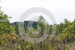 Swampy terrain with plants in summer photo