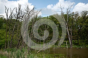 Swampy water filled with standing dead trees