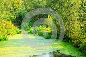 Swampy water in a summer meadow. The sun illuminates the swamps. Algae and moss