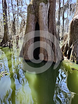 swampy waters and beautiful nature