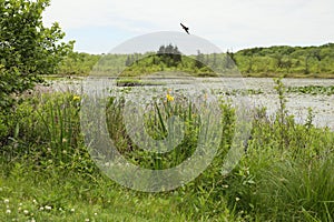 Swampy wet lands with bird flying