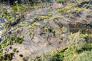 Swampy wilderness landscape with fallen dry trees. top view aerial photo