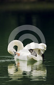 Swan