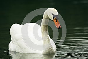 Swan