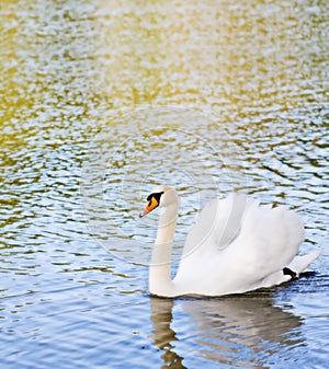 A Swan