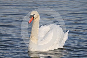 Cisne 