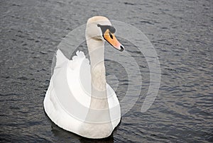 Swan