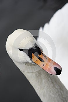 Swan