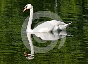 Swan