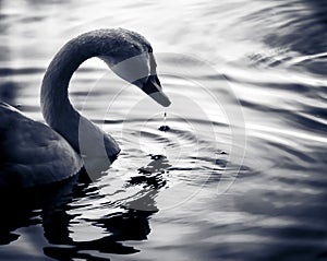 Swan