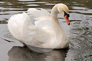 Cisne 