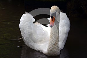 Swan
