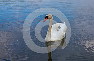 Swan