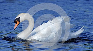 Swan