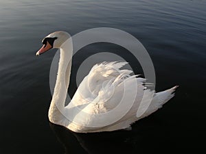 Swan 2