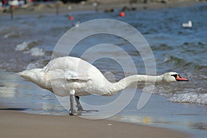 Swan