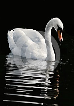 The swan