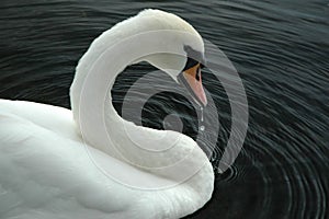 Swan