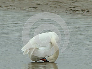 Swan 3