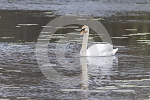 Swan