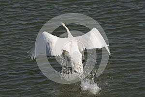 Swan-4