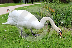 Swan