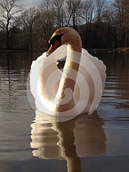 Swan