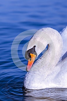 Swan