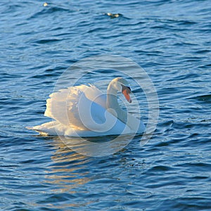 SWAN
