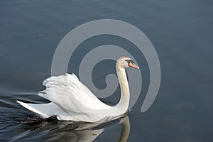 Swan